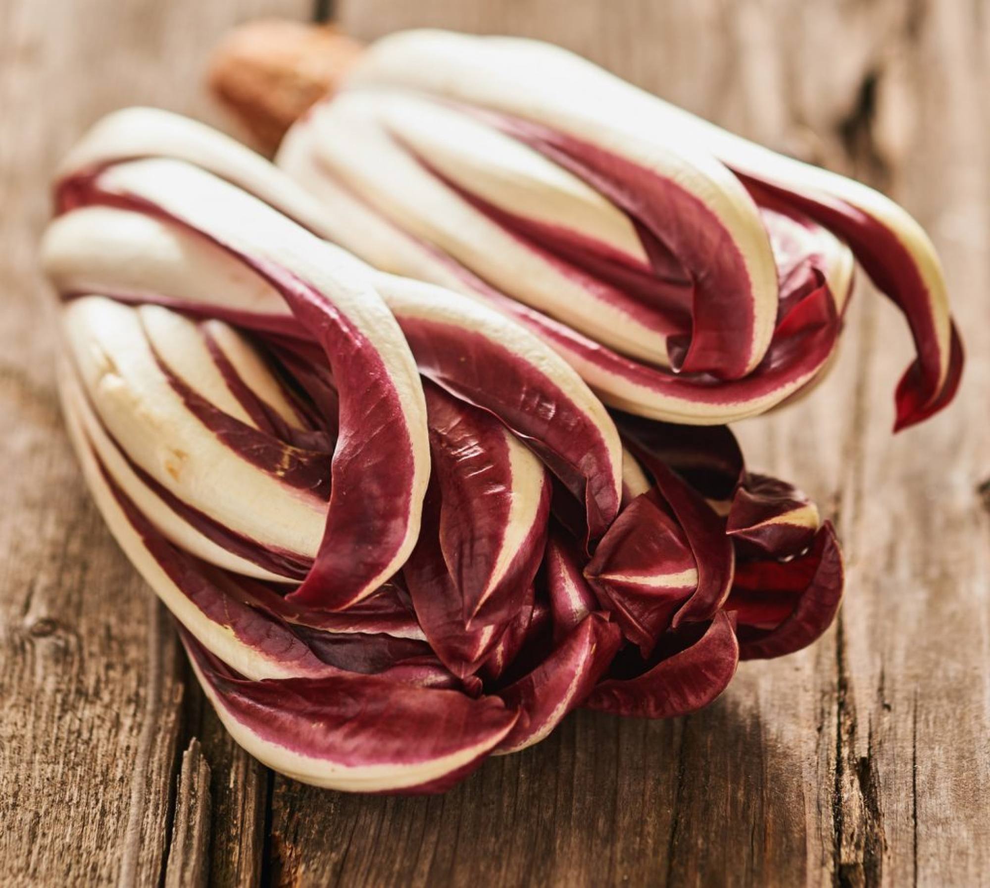 radicchio-treviso